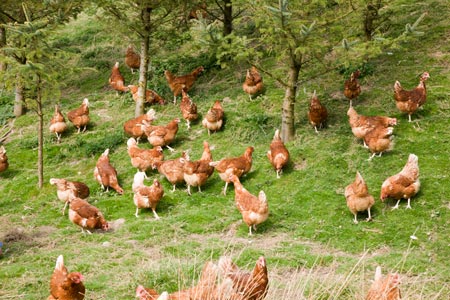 Our free range hens can roam in the countryside.